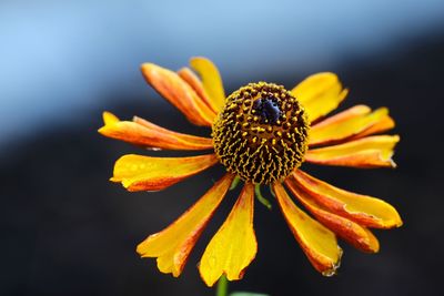 Close-up of wilted flower against black background