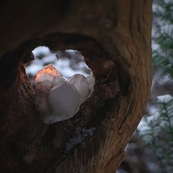 Close-up of mushrooms growing on tree trunk