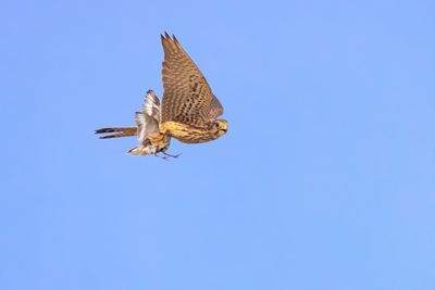 Low angle view of eagle flying against clear blue sky