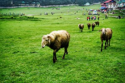 Sheep grazing on field