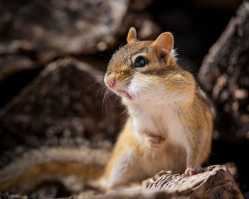 Close-up of squirrel on wood