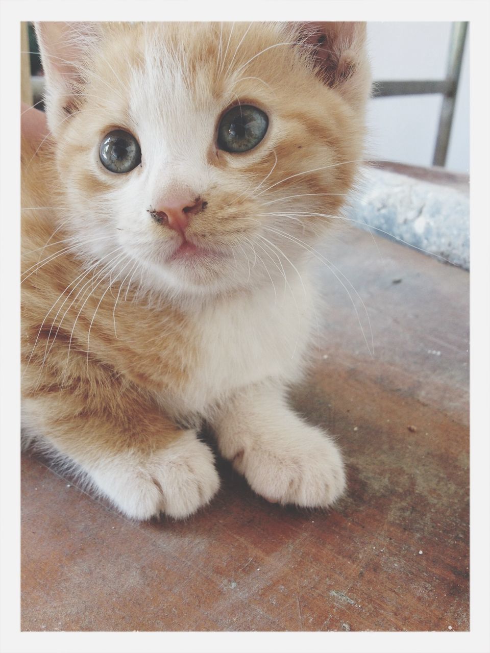 domestic cat, one animal, pets, animal themes, domestic animals, cat, mammal, transfer print, feline, whisker, auto post production filter, portrait, looking at camera, indoors, close-up, alertness, animal head, staring, sitting, animal eye