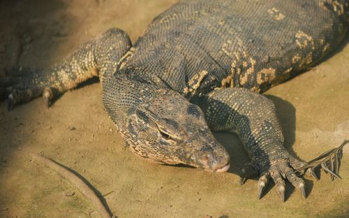 Close-up of lizard