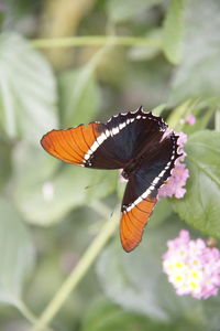 Close-up of butterfly pollinating on flower