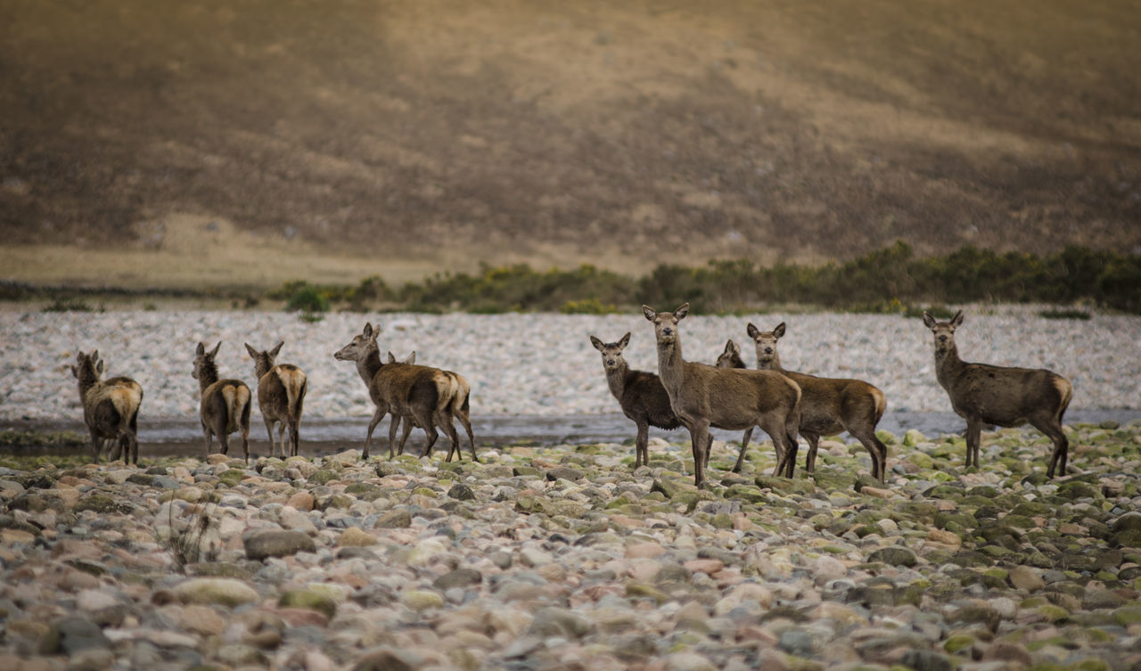 animal wildlife, animals in the wild, animal themes, day, outdoors, no people, nature, mammal, large group of animals