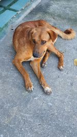 High angle view of dog lying on road