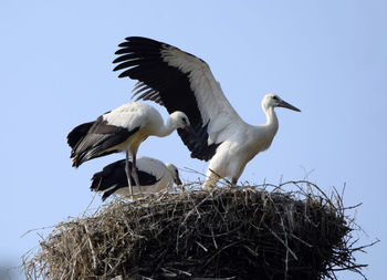 Low angle view of birds in nest against clear sky