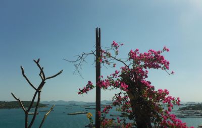 Low angle view of pink flowering plant against clear blue sky