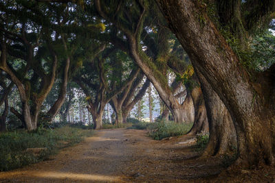 Road amidst trees in forest