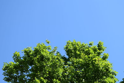 Low angle view of trees against clear blue sky