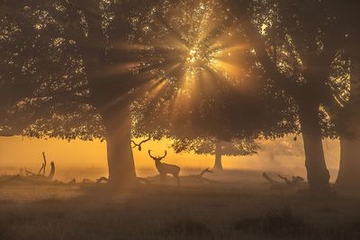 Silhouette trees on field against sky during sunset