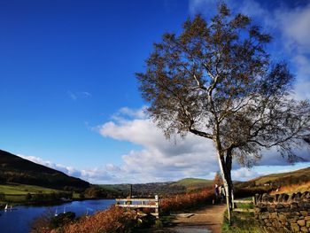 Trees on field against blue sky