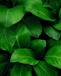 Full frame shot of green leaves