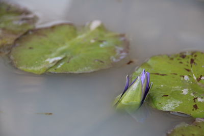 High angle view of leaves in plate on table