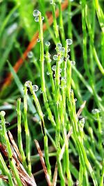 Close-up of wet plant