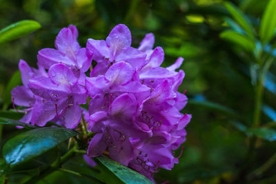 Close-up of flowers