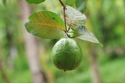 Close-up of lemon growing on tree