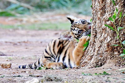 Tiger in a zoo