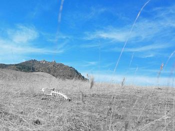 Panoramic shot of countryside landscape against blue sky