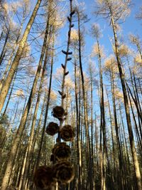 Low angle view of bamboo trees in forest