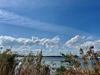 Plants by sea against blue sky