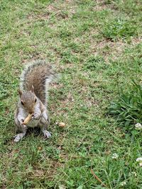 High angle view of squirrel on land