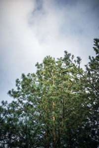 Low angle view of tree in forest against sky