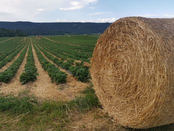 Hay bales on field against sky