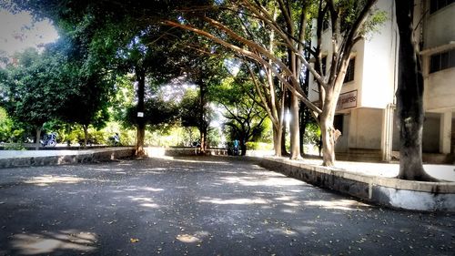 Road amidst trees