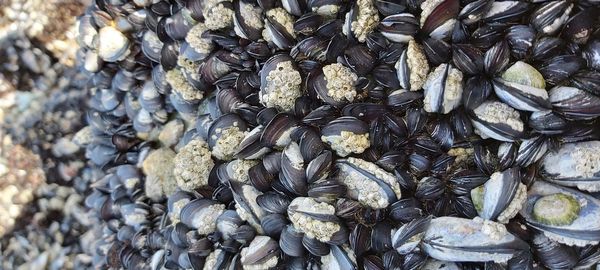 High angle view of shells for sale