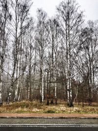 Road by bare trees in forest against sky