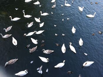High angle view of swans swimming in water