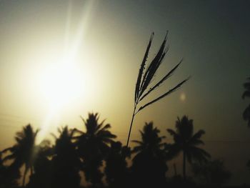 Low angle view of silhouette plant against sky during sunset