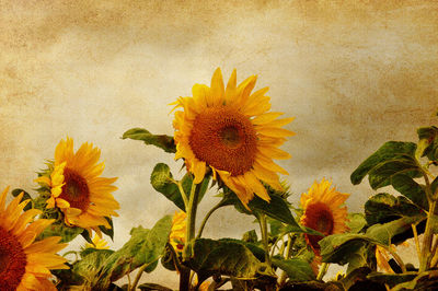 Close-up of sunflower blooming outdoors