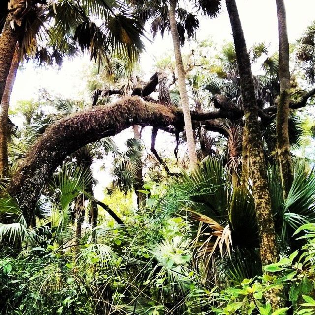 palm tree, tree, growth, tree trunk, nature, branch, green color, low angle view, plant, tranquility, sky, leaf, beauty in nature, coconut palm tree, day, palm leaf, outdoors, sunlight, tropical climate, growing