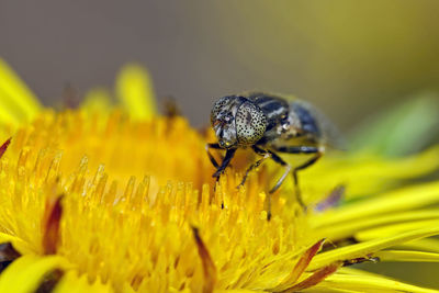 Close-up of insect on yellow flower