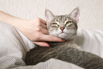 Portrait of cat on hand