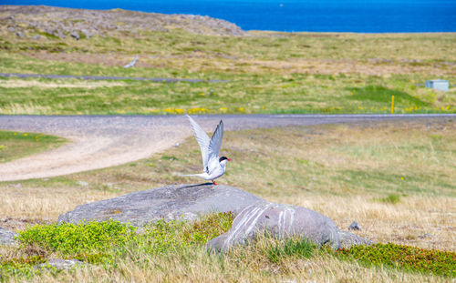 Bird perching on rock against landscape