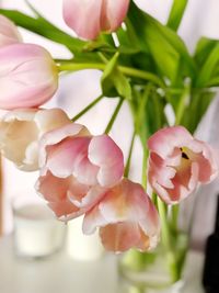 Close-up of pink flowering plant