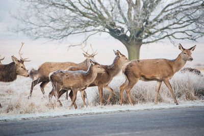 Side view of herd of deers on road