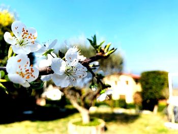 Close-up of white cherry blossoms against sky