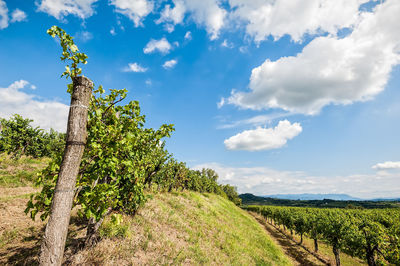 Scenic view of agricultural field against sky