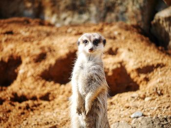 Portrait of meerkat