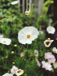 Close-up of white daisy flowers