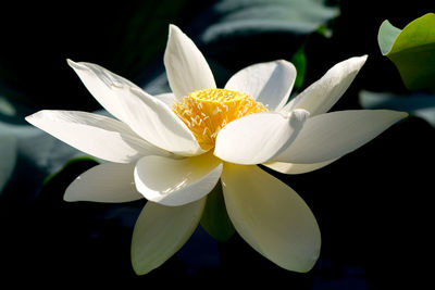 Close-up of white flowers