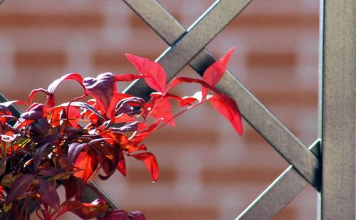 Close-up of red leaves