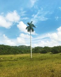 Palm trees on field against sky