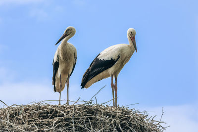 Birds perching on nest