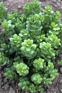 High angle view of succulent plants