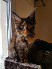 Portrait of cat looking at camera
